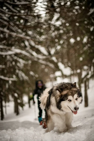 Gericht portret op Alascan Malamute met dikke vacht en gele ogen — Stockfoto