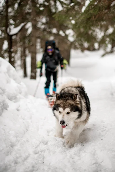 Alascan Malamute üzerine odaklanmış portre. Karla kaplı patikada yoğun kürkü var.