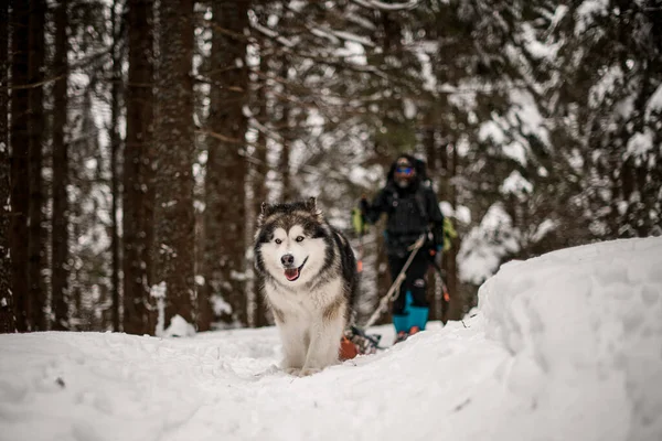 Focused portrait on sled dog Alascan Malamute with thick fur standing on snow covered trail — Stockfoto