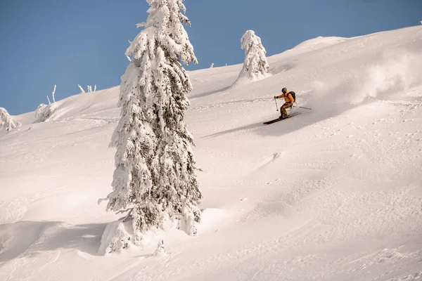 Skier descending down the snowy hill on splitboard and splashing powder snow. — Foto Stock