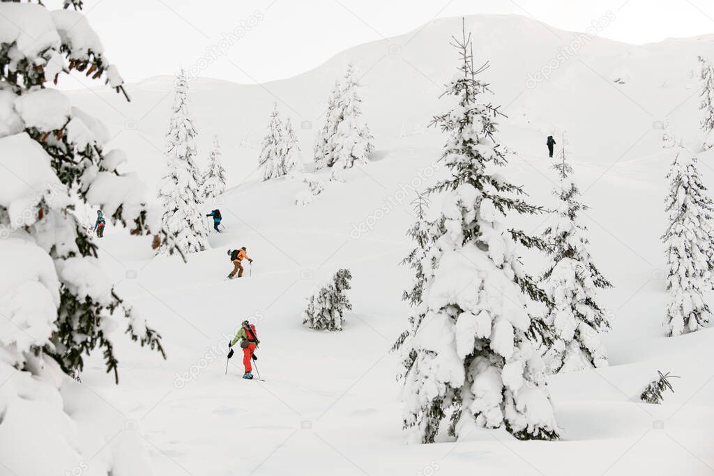 winter landscape of snow-capped mountains with fir-trees and climbing group of tourists with splitboards