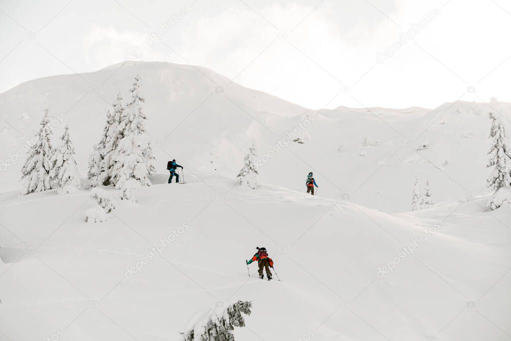 Group of tourists with splitboards walks on snow, extreme ascent and ski touring.