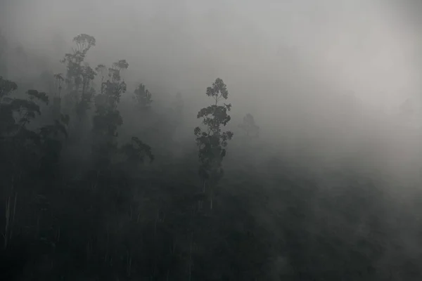 Bosque de coníferas con árboles en la ladera en espesa niebla. — Foto de Stock