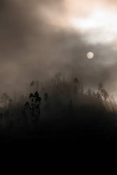 Beautiful dark silhouettes of trees on a hill in thick fog — 스톡 사진