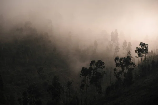 Awesome landscape of nature with thick fog rolling through hills with trees — ストック写真