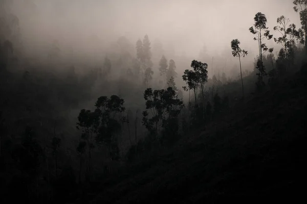 Atmospheric view to silhouette evergreen trees on hill in dense fog — Stockfoto