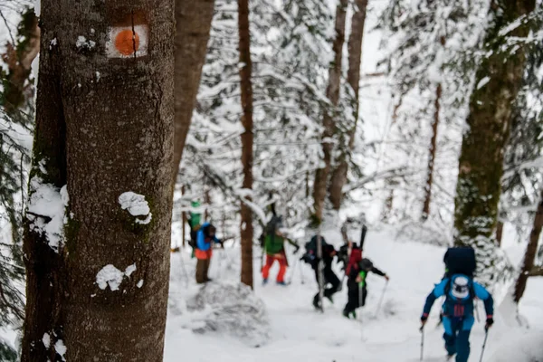 Группа Лыжников Ярких Куртках Поднимается Холм Помощью Скитерного Снаряжения Зимние — стоковое фото