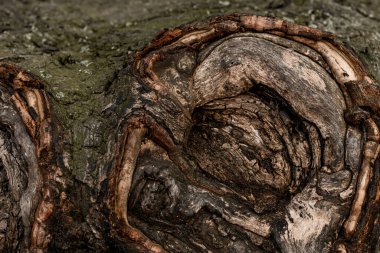 Ağaç kabuğundaki güzel ve tuhaf şekillerin yakın çekim görüntüsü. Düğümlenmiş ölü ağaç gövdesi. Doğal ahşap dokusu