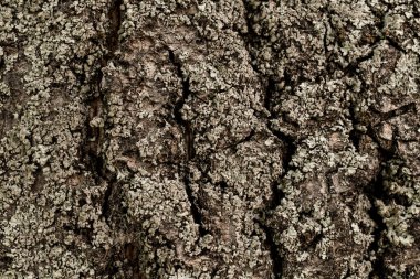 Çam ağacı kabuğunun yakın çekim dokusu. Soyut arkaplan dokusu ve doğa şekli. Duvar kağıdı. Ahşap dokunun fotoğrafı.