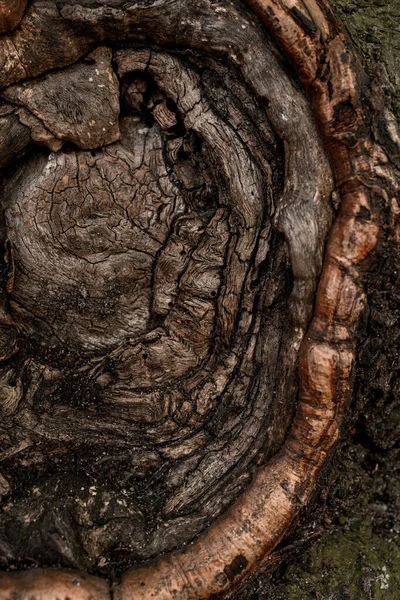 Gorgeous Close View Beautiful Bizarre Shapes Tree Bark Knotted Dead — Stock Photo, Image