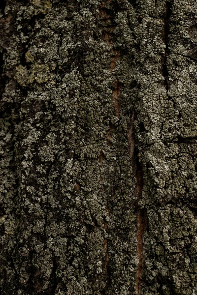 texture of pine tree bark. Abstract background texture and nature pattern. Wallpaper. Photo of wooden texture