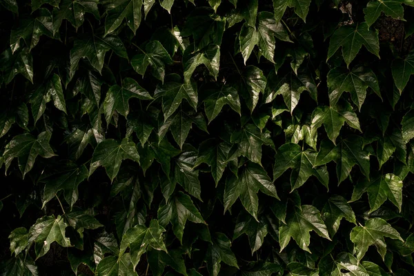 Backdrop from green Ivy leaves for design or project, for publication, poster, calendar, post, screensaver, wallpaper, postcard, banner, cover, website