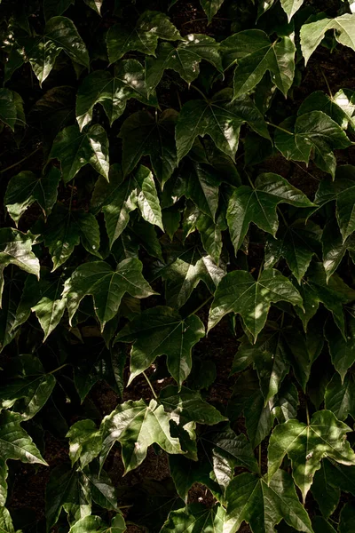 Close Fresh Green Ivy Leaves Abstract Background Texture Natural Wallpaper — Stock fotografie