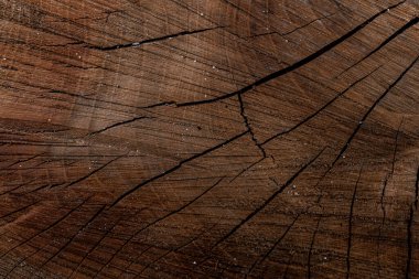 Cross section of tree trunk showing growth rings and cracks. Wood texture of cut tree trunk