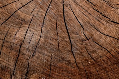 Close-up view of cross section of tree trunk showing growth rings and cracks. Wood texture of cut tree trunk