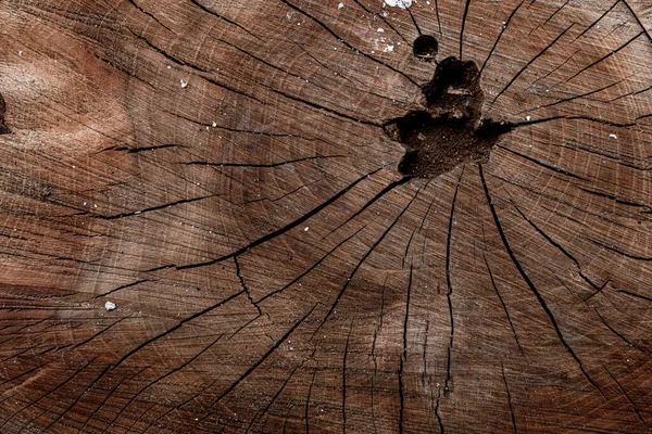 Tree Trunk Texture Cross Cut Tree Trunk Cracks Close Log — Stock Photo, Image
