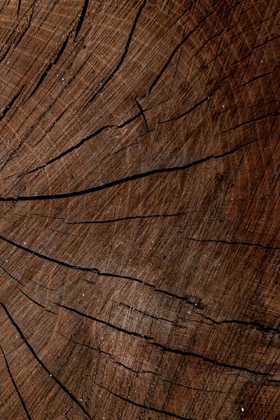 Close Cross Section Tree Trunk Showing Growth Rings Cracks Wood — Stock Photo, Image