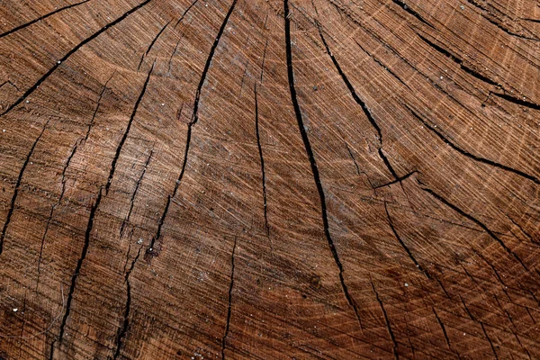Close-up view of cross section of tree trunk showing growth rings and cracks. Wood texture of cut tree trunk