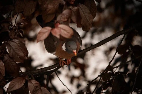 Close Zicht Duif Vogel Zittend Boomtak Natuur Habitat Duif Vegetatie — Stockfoto