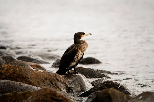 Beautiful Great Black Cormorant Also Known Phalacrocorax Carbo Standing Stone — Stock Fotó