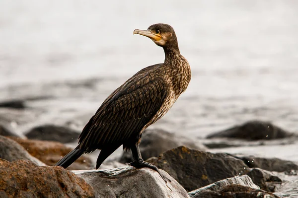 Great Black Cormorant Also Known Phalacrocorax Carbo Looks Away Blurred — Stock Photo, Image