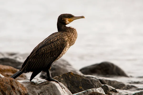 Close View Great Cormorant Phalacrocorax Carbo Also Known Great Black — Stock Photo, Image