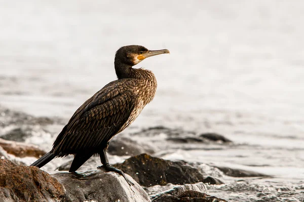 Side View Great Black Cormorant Also Known Phalacrocorax Carbo Standing — Stock Photo, Image