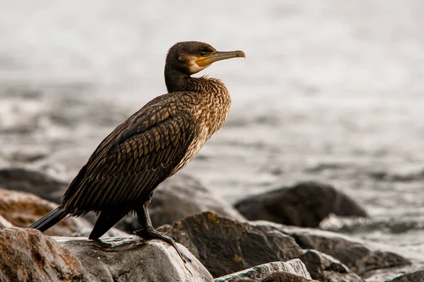 Side View Great Cormorant Phalacrocorax Carbo Also Known Great Black — Stock Photo, Image