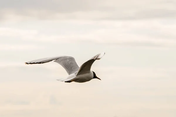 Beautiful Close White Seagull Colored Head Soaring Air Black Headed — ストック写真