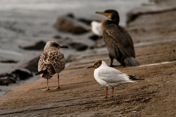Selective Focus White Gull Colored Head Shore Blurred Spotted Seagull — Stock Photo, Image