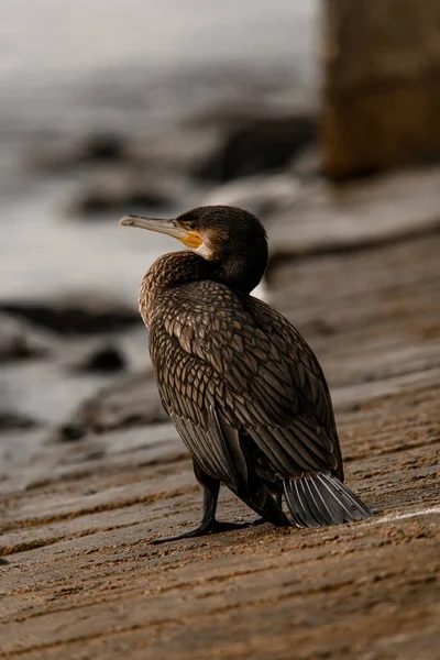 Wonderful View Great Cormorant Phalacrocorax Carbo Also Known Great Black — Stock Photo, Image