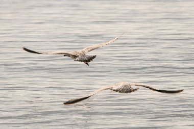 Bulanık su arka planında havada uçan benekli martıların güzel manzarası. Genç ringa martıları uçuyor