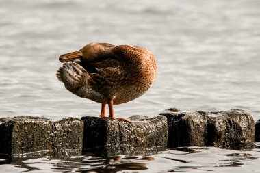 Tüyleri temizleyen benekli ördeğin yakın plan görüntüsü suda kayanın üzerinde duran kuşun doğasında var.