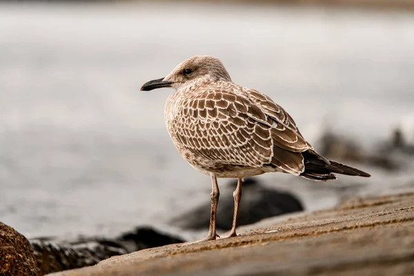Beautiful Young Brown Mottled Seagul Also Known Larus Argentatus European — стокове фото