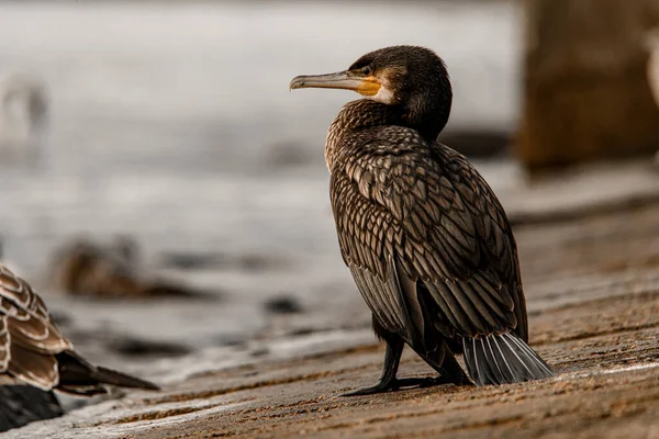 Gorgeous View Great Cormorant Phalacrocorax Carbo Also Known Great Black — Stock Photo, Image
