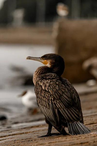 Beautiful Close View Great Cormorant Phalacrocorax Carbo Also Known Great — Stock Photo, Image