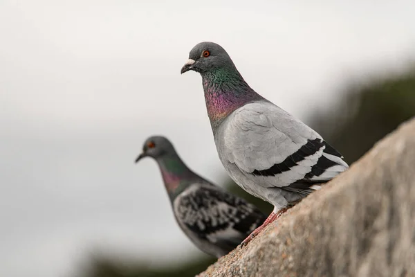 grown gray pigeons with orange eyes perching on the edge of concrete curb on blurred background.