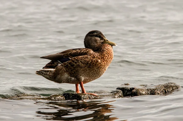 Close Young Spotted Duck Standing Rock Water Side View Bird —  Fotos de Stock