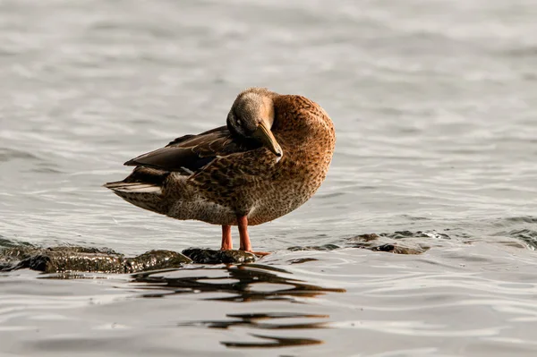 Close Young Spotted Duck Cleans Feathers Standing Rock Water Bird — Foto de Stock
