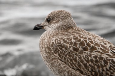 Bulanık arka planda siyah gagalı genç, kahverengi benekli martıya yakından bakın..