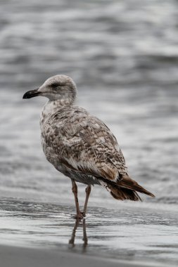 Güzel gri benekli martıların yakın çekimi. Siyah gagalı, bulanık bir arka planda sahilde yürüyor..