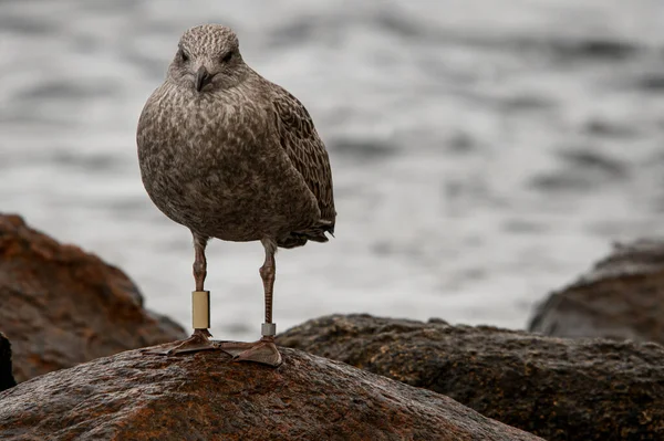 Close View Beautiful Spotted Gull Black Beak Identification Rings Its — Stock Photo, Image