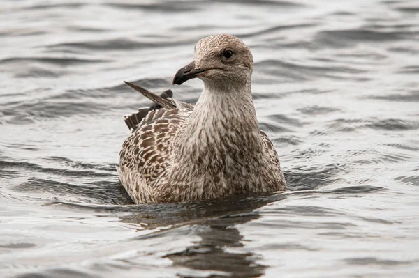 Close Beautiful Young Brown Spotted Seagull Black Beak Floating Water — Φωτογραφία Αρχείου