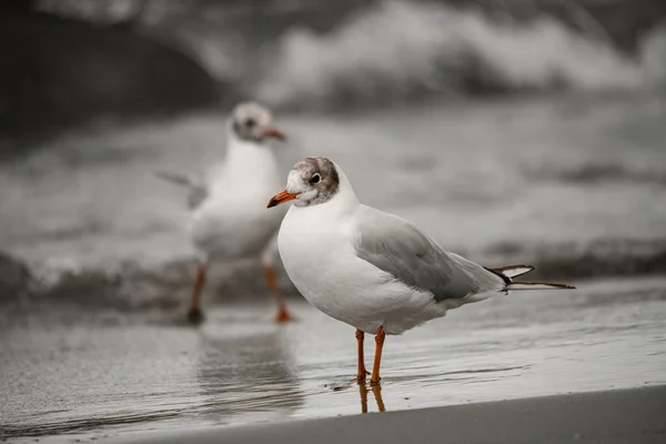 Selective Focus Beautiful Young Seagull Standing Seashore Bird Natural Habitat — Stock Photo, Image