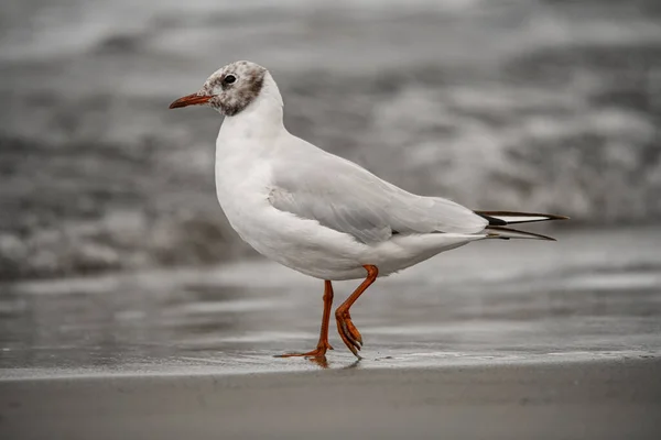 Beautiful Side View Young Gull Walking Shore Water Bird Natural — Photo