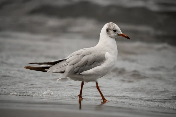 Kıyıda Suda Yürüyen Genç Martıların Yan Görüntüsü Doğal Ortamdaki Kuş — Stok fotoğraf