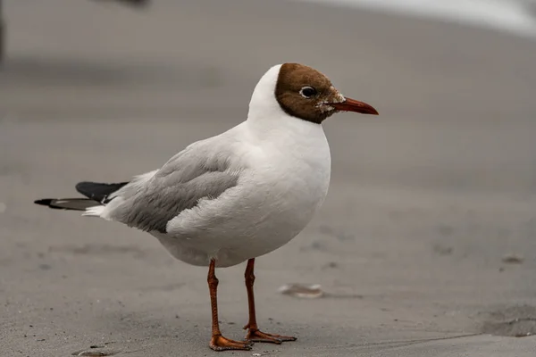 Beautiful View Black Headed Gull Also Known Chroicocephalus Ridibundus Standing — Zdjęcie stockowe