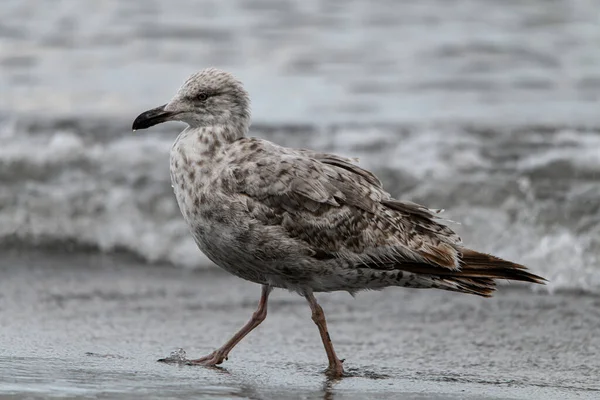 Side View Beautiful Gray Spotted Gull Black Beak Walking Beach — Φωτογραφία Αρχείου