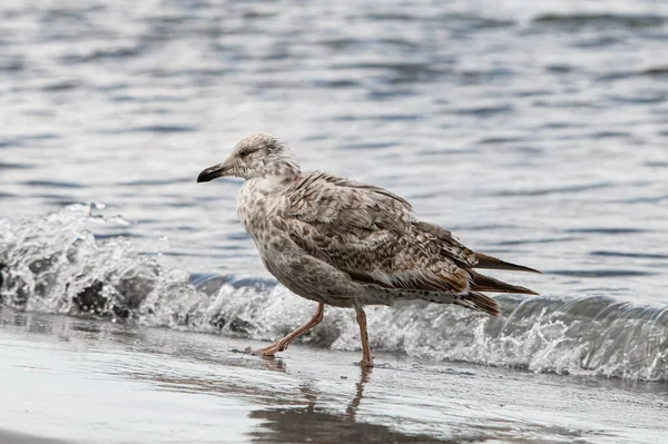 Beautiful Gray Spotted Gull Black Beak Walking Beach Water Background — Φωτογραφία Αρχείου