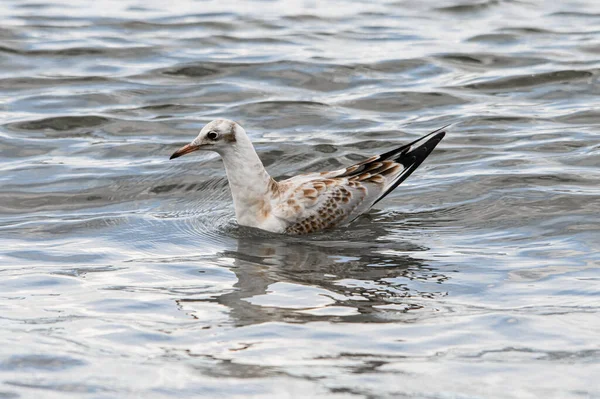 Young Mottled Black Headed Gull Also Known Chroicocephalus Ridibundus Floating —  Fotos de Stock